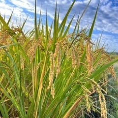 新米　ヒノヒカリ　30キロ　玄米&精米　カルテック農法