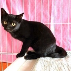 【保護猫】生後4-5ヶ月の黒猫ちゃん 男の子