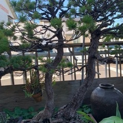 値下期間終了　剪定済み　中国で大人気の松の盆栽　大型2本立ち