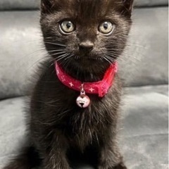 ⚽️🐈‍⬛黒猫の仔猫ちゃん🐈‍⬛⚽️譲渡の画像