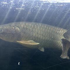 熱帯魚ノーザンバラムンディ※値引き交渉OK