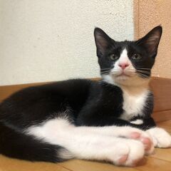 トライアル中、レミンくん、3ヶ月、子猫里親募集