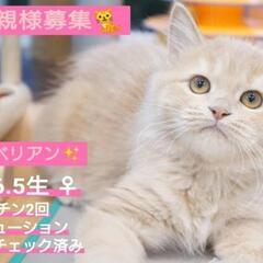 里親様決定 ｱﾘｶﾞﾄｳｺﾞｻﾞｲﾏｼﾀ!!🐈サイベリアン ﾁｬ...