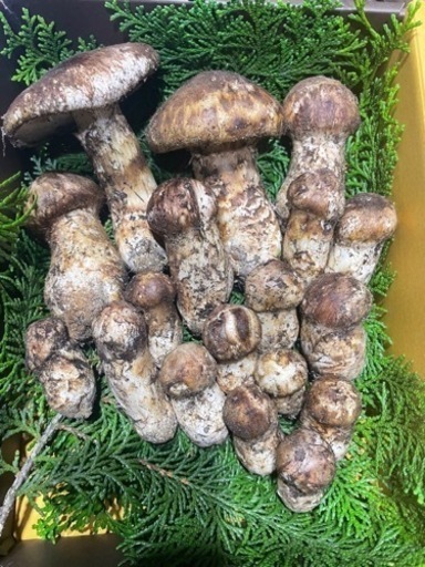 中津川産松茸