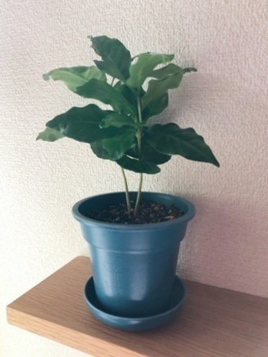 観葉植物　コーヒーの木⑤　26cm　ブルーカラーの3.5の号の鉢と受け皿付き