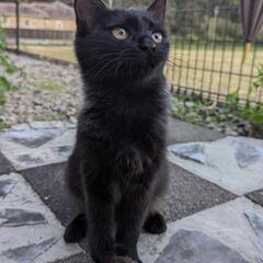 里親募集　（黒猫)5.6ヶ月小柄