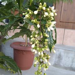 クレロデンドルム　ウォリッキーの鉢植え　花芽付き残り一鉢