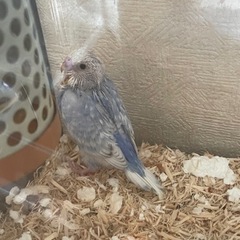 セキセイインコ　ライラック　里親様決まりました