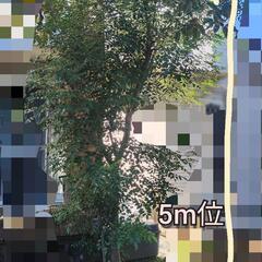 北欧テイストのお家にピッタリなシマトネリコの木あげます。