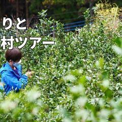 番茶づくりと秋の檜原村ツアー