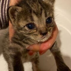 ☆生後3週間ほど？まだミルクの子猫ちゃん里親様募集