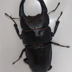 オオクワガタ 能勢SR ♂85.9mm×♀56.2mmペア