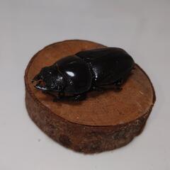 オオクワガタ 能勢SR ♂85.9mm×♀56.2mmペア