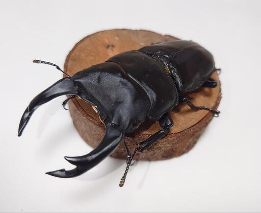 オオクワガタ 能勢SR ♂85.9mm×♀56.2mmペア