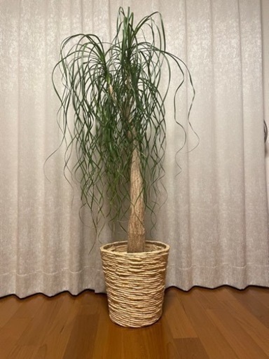 【早い者勝ち】大型観葉植物　ポニー　130cm