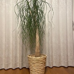 【早い者勝ち】大型観葉植物　ポニー　130cm