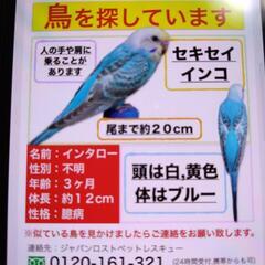 千葉県市原市でセキセイインコを探しています