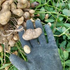 自然農 落花生 おおまさりネオ 500g