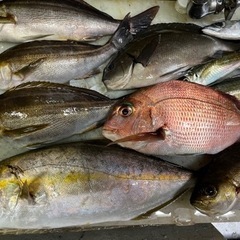 釣った魚　🎣さばきますよ