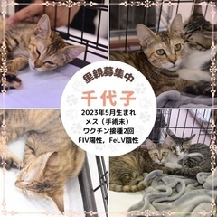 猫の譲渡会 - その他