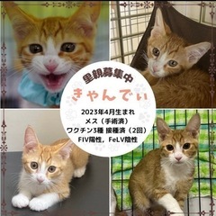 猫の譲渡会 − 愛知県