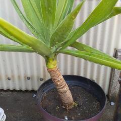 【ネット決済】遅くなりました◆観葉植物◆株分けしましたのでお譲り...