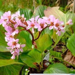 今が植え時🌸春の訪れを告げる可憐な花🌸ヒマラヤユキノシタ苗2株 