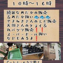 今週末２２日開催❗❗愛好家様によるめだか販売会✨トイロノツドイ✨