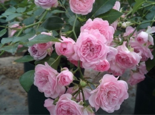 バラ苗 フェアリーボタン 国産苗 6号鉢植え