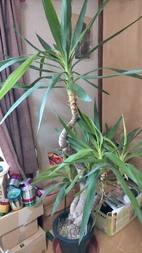 ☆特売 希少 レア 観葉植物 ドラセナ 美品 大きいです 早い者勝ち☆