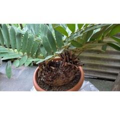 ☆特売 希少 レア 観葉植物 ザミア メキシコソテツ 蘇鉄 美品 巨大