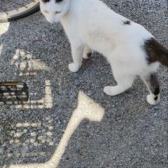 オス猫  去勢手術済  里親募集 − 鹿児島県