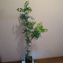 【ネット決済】観葉植物　シマトネリコ　高さ約140cm