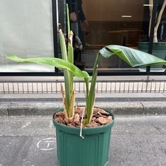 観葉植物