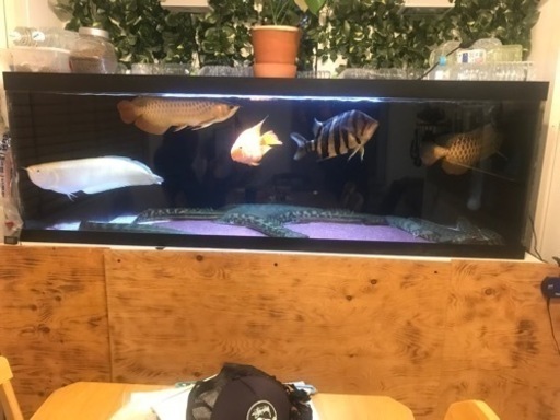 アクリル水槽　1800水槽　最終値下げ現状渡し