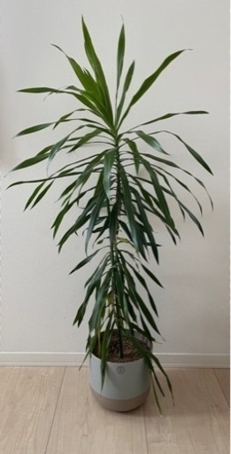 borralheira 鉢植え付き　観葉植物