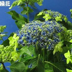 【ネット決済・配送可】植物　来春開花予定の新苗　アジサイ　大島緑花