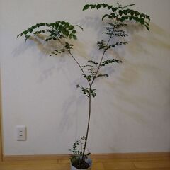 【ネット決済】観葉植物　シマトネリコ　高さ約120cm