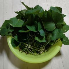 【山菜・野菜】さつまいも茎と葉1kg（タライ山盛り）※掲載写真の...