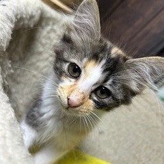 春日市　生後2ヶ月の三毛猫ちゃん　その② 里親様募集