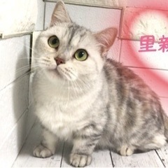 短足ミヌエットブリーディング引退猫ちゃん一旦終了