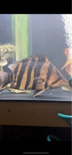 ダトニオプラスワン