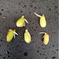 アグラオネマピクタム　アンダマン種子5粒(発根済)