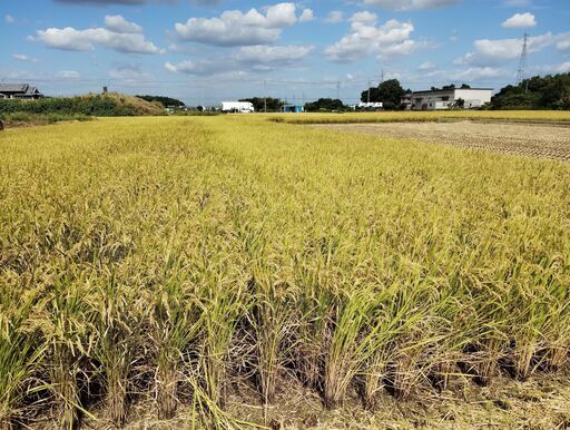 令和５年産新米 奈良県産ヒノヒカリ 玄米30ＫＧ 農家直売です（2本以上で8000円/本, 4本以上で7800円/本）数量限定