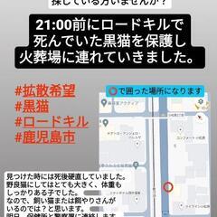 事故死した猫の飼い主または餌やりさんを探しています