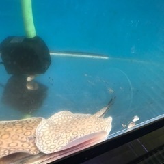 お譲り先決定‼️1200水槽　熱帯魚　水槽用品　水槽機材