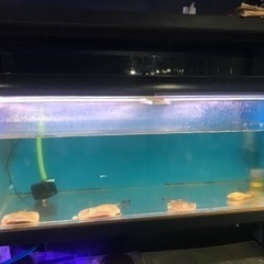 お譲り先決定‼️1200水槽　熱帯魚　水槽用品　水槽機材