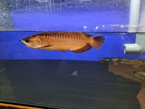 アロワナ　熱帯魚