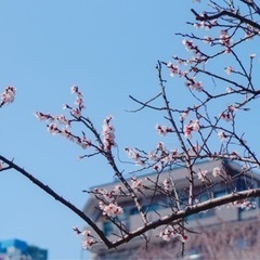 小平　西東京市　ピアノ教室について