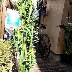 観葉植物　彩雲閣(サイウンカク)　多肉植物　高さ100センチ